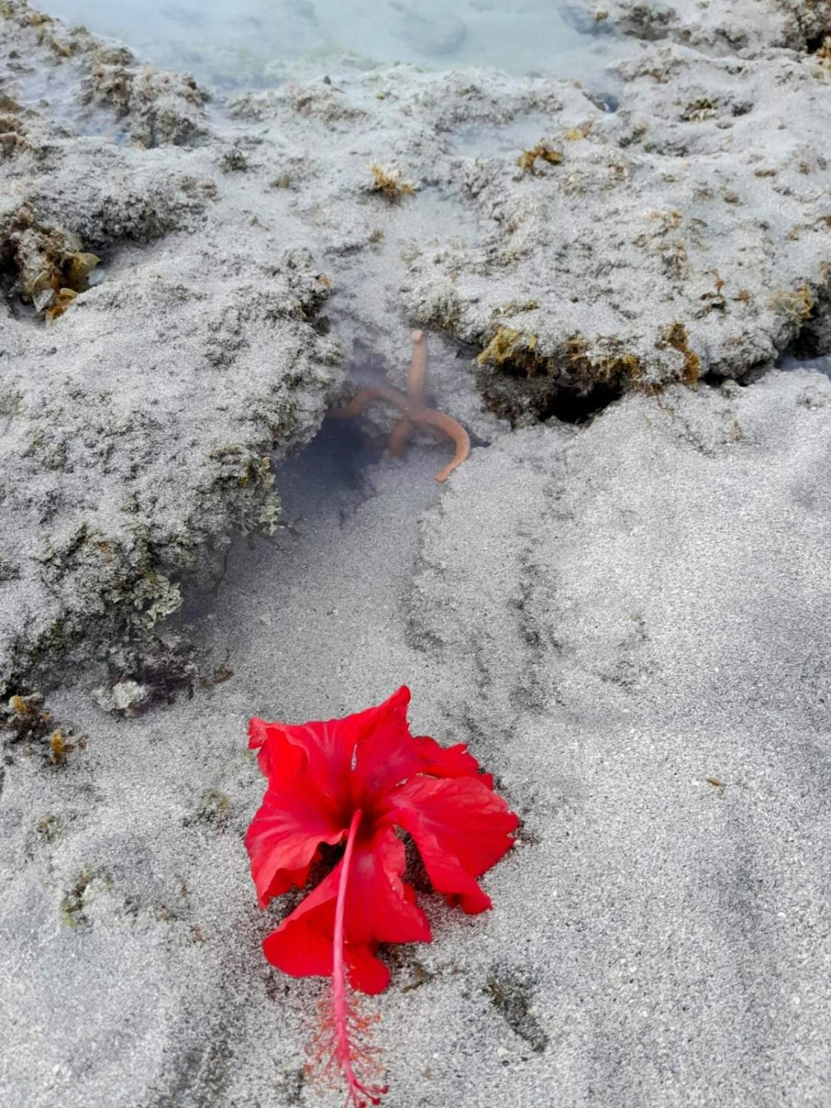 מראגוג'י Pousada Flor Da Barra מראה חיצוני תמונה